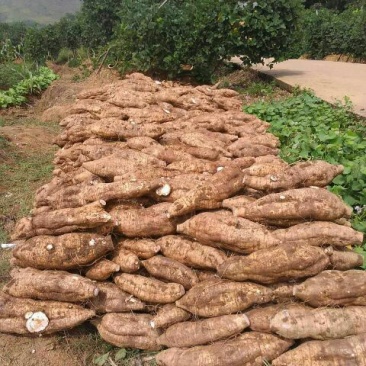 葛根无渣粉葛食材葛根菜葛
