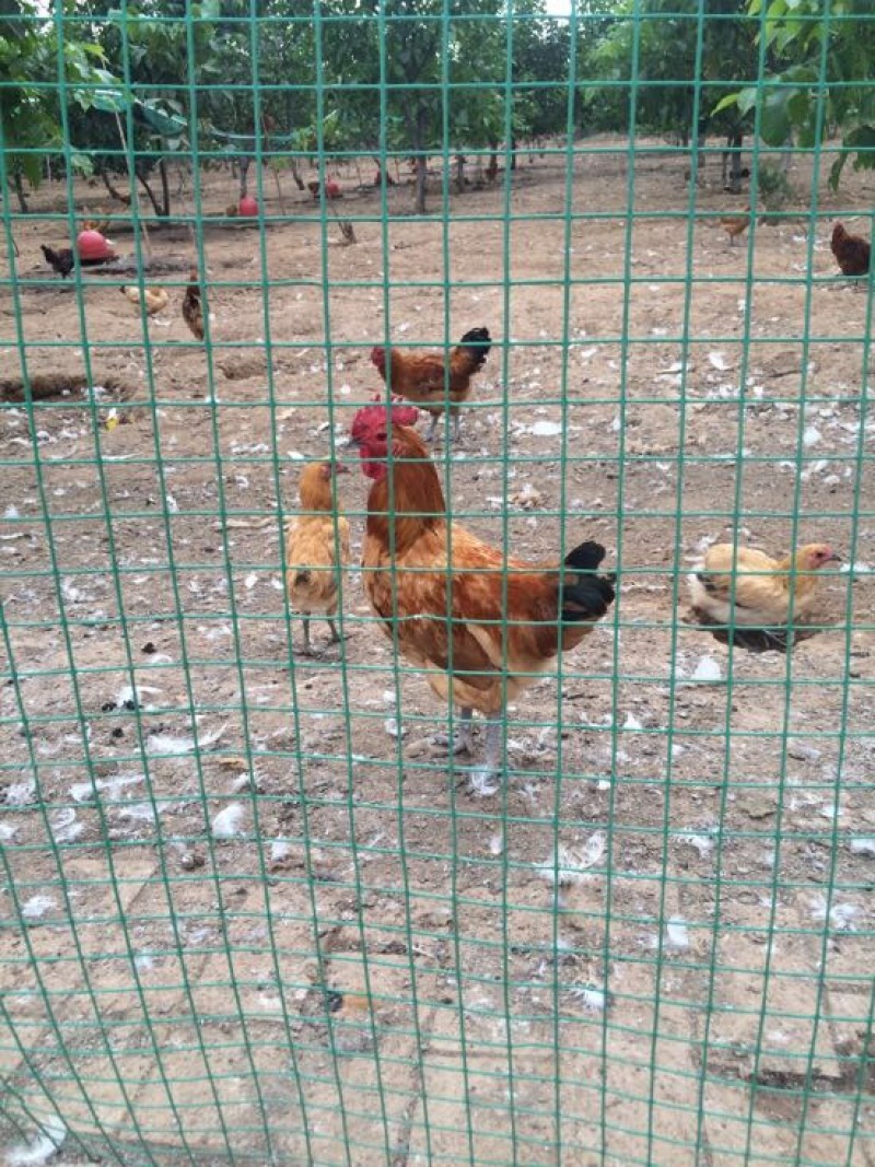 土鸡