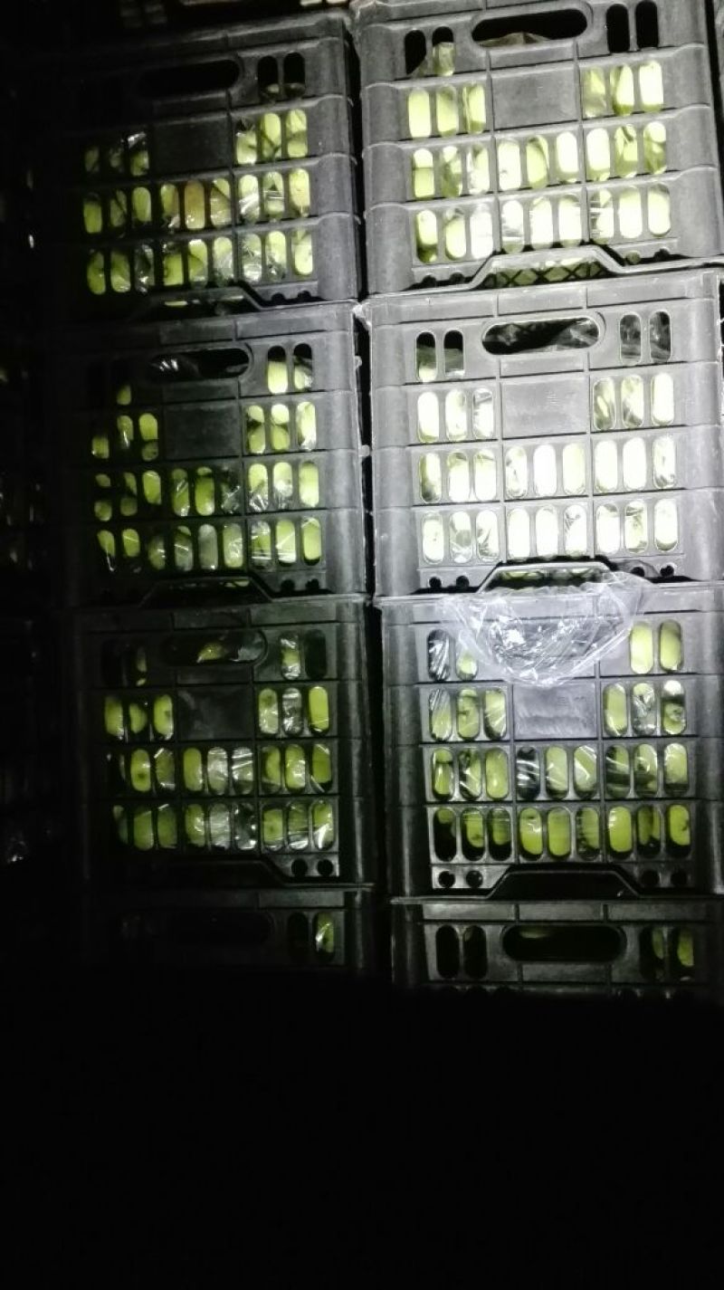 红香酥梨