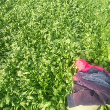 大叶菠菜20~25厘米