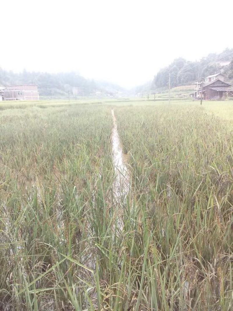 三杂交鲤