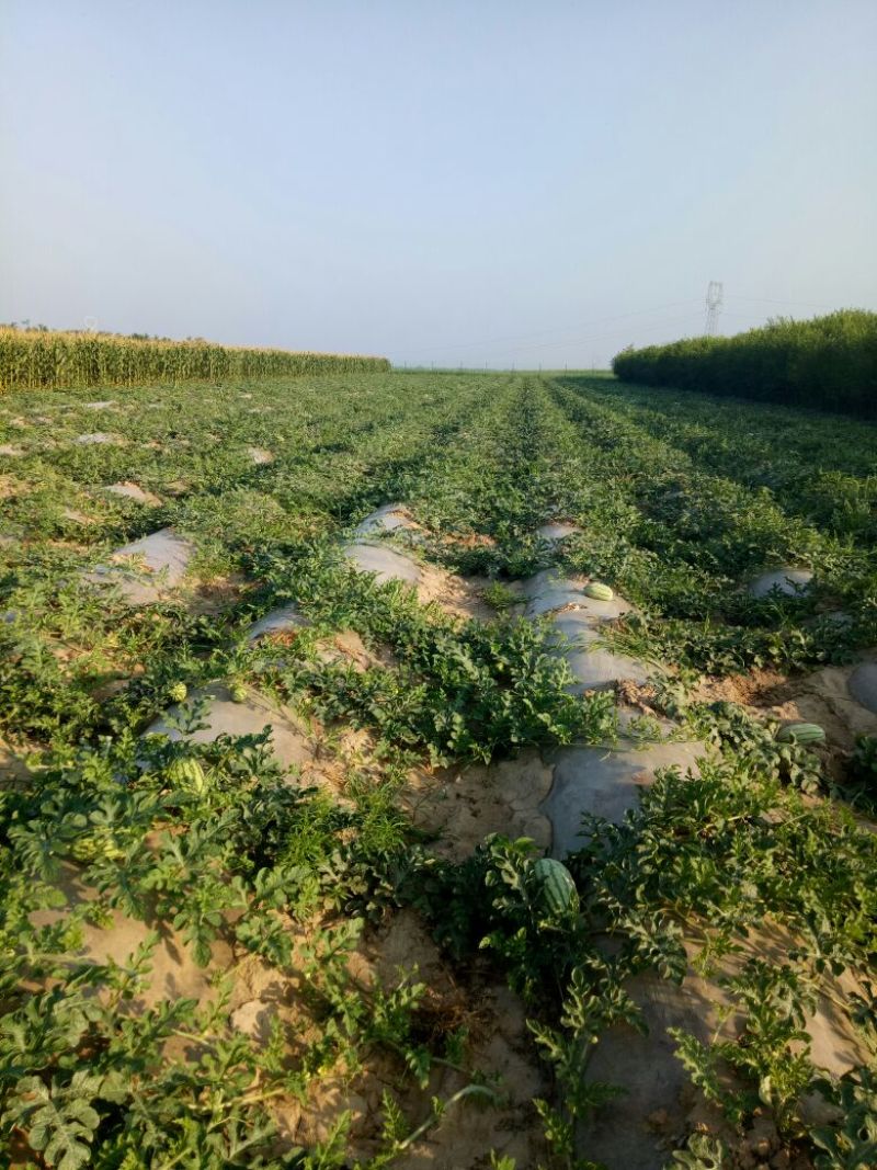 金城5号西瓜8斤打底8成熟1茬