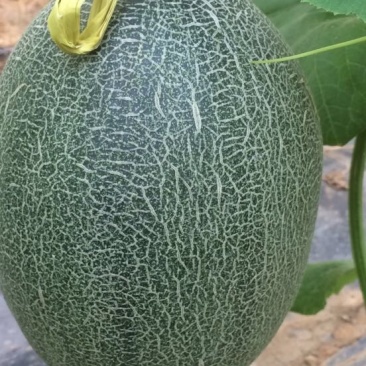 西州蜜瓜