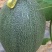 西州蜜瓜