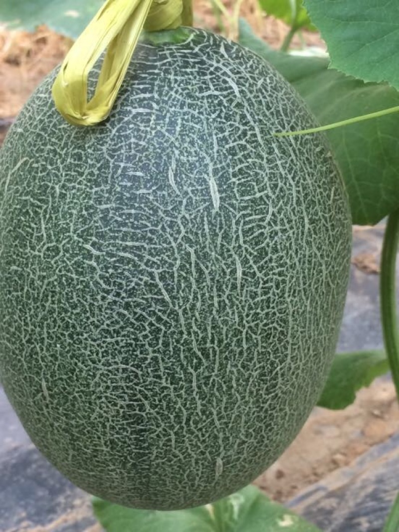 西州蜜瓜