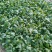 全能菠菜25~30厘米