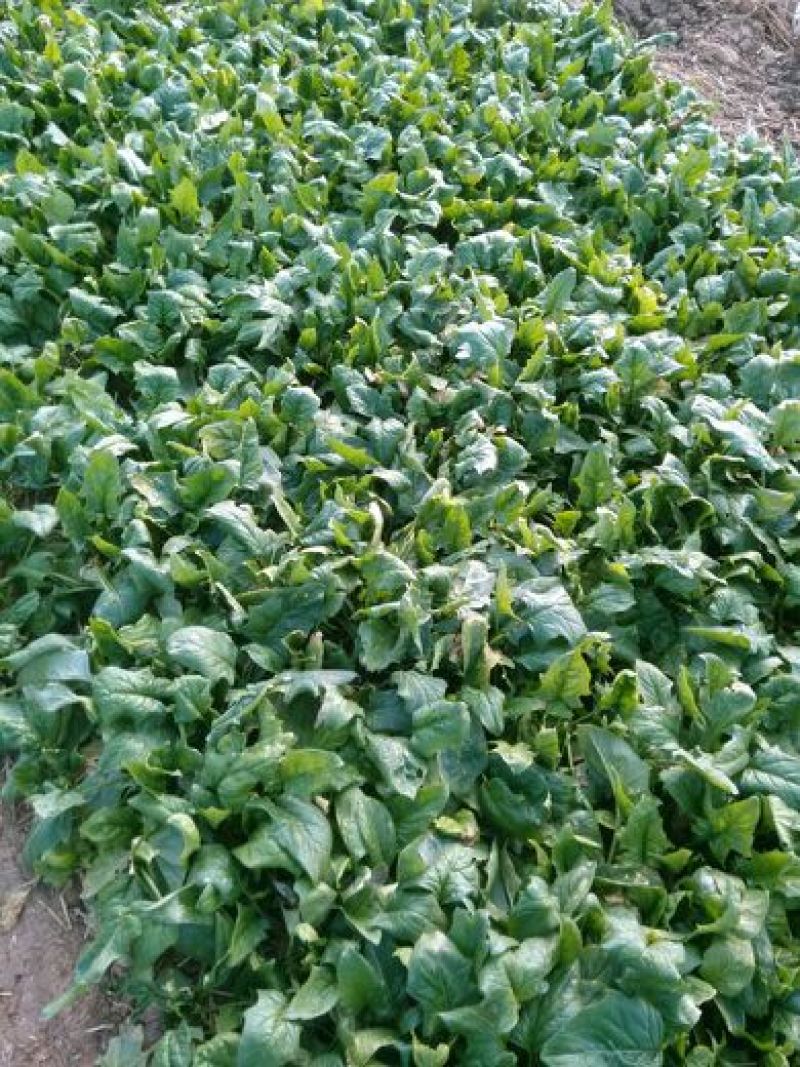全能菠菜25~30厘米