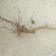 树莓苗10~30cm