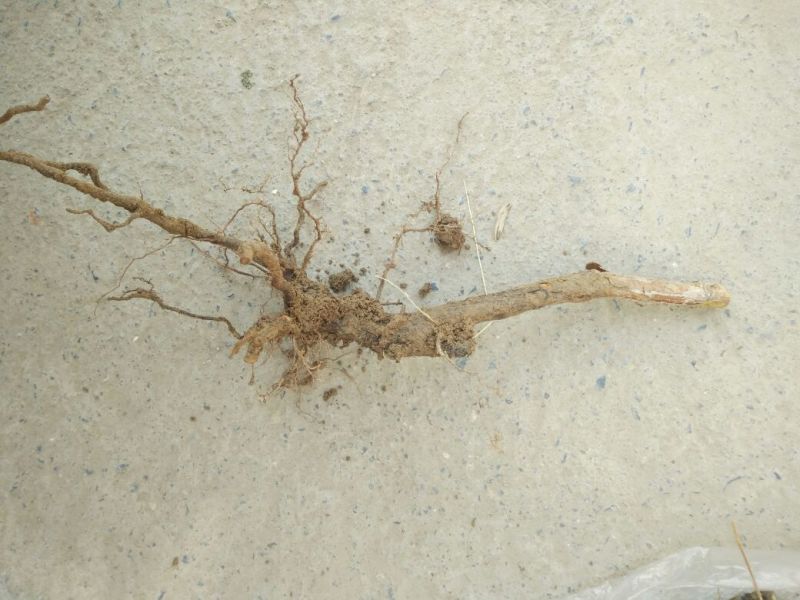 树莓苗10~30cm