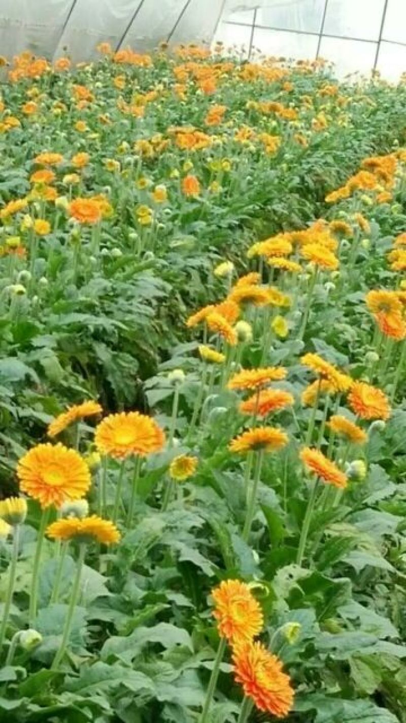 扶郎花非洲菊18枝一扎浙江海宁基地发货
