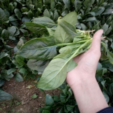 菠菜10~15厘米