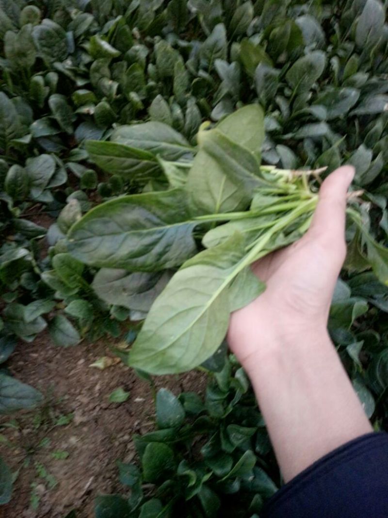 菠菜10~15厘米