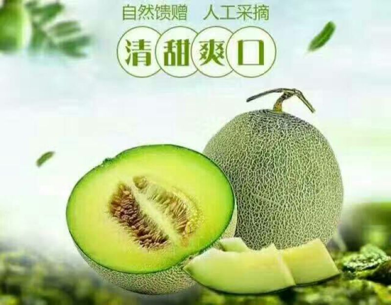 网纹瓜3斤以上椭圆形