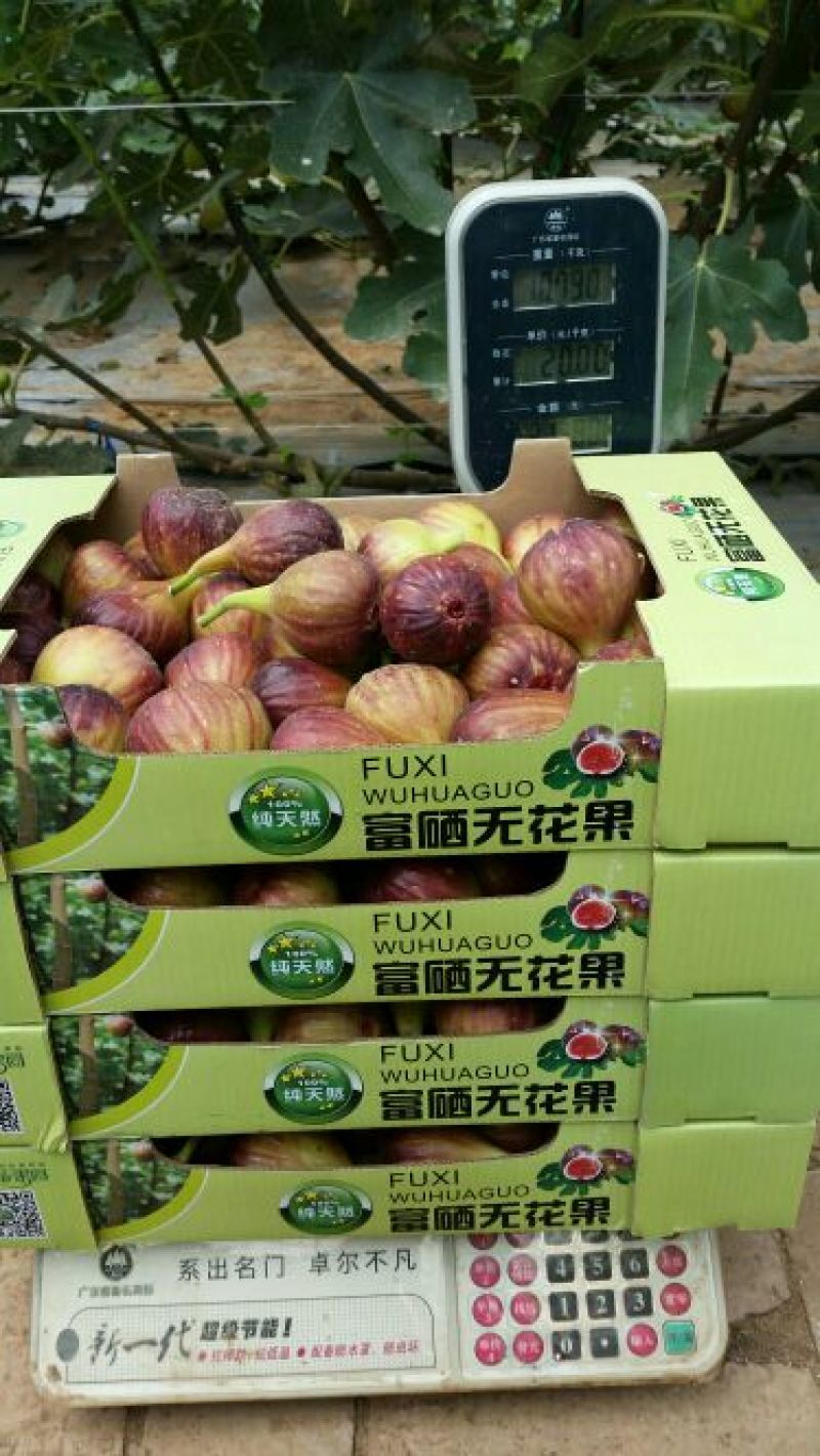 【无忧商城】精品波姬红无花果自然熟果口感好保质保量