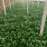 越冬菠菜15~20厘米