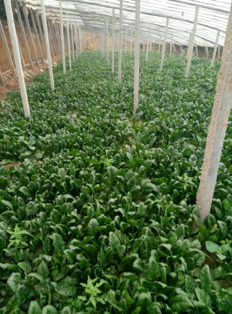 越冬菠菜15~20厘米