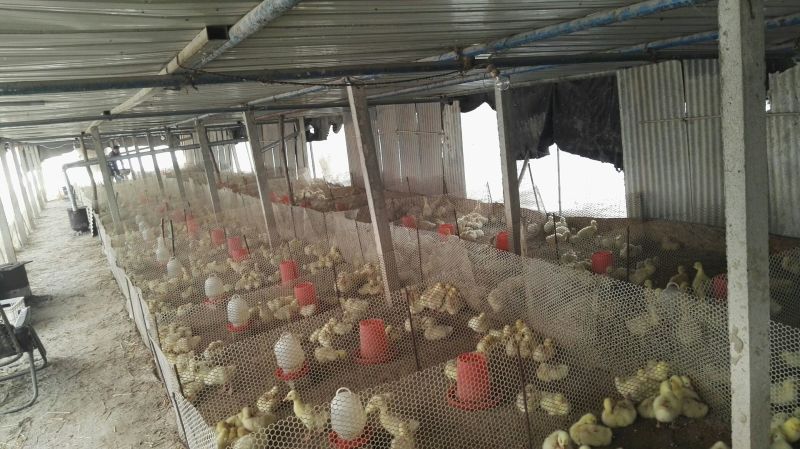 扬州大白鹅苗250g以上