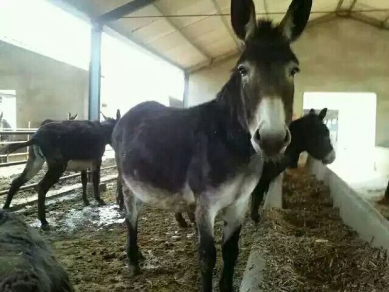 驴苗