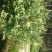 兔眼蓝莓鲜果12~14mm以上