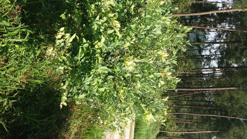兔眼蓝莓鲜果12~14mm以上