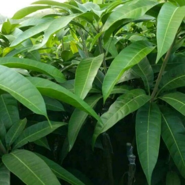 金煌芒树苗1m以下原装杯