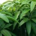金煌芒树苗1m以下原装杯