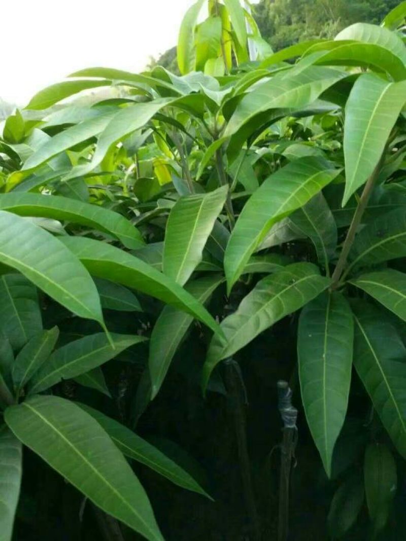 金煌芒树苗1m以下原装杯