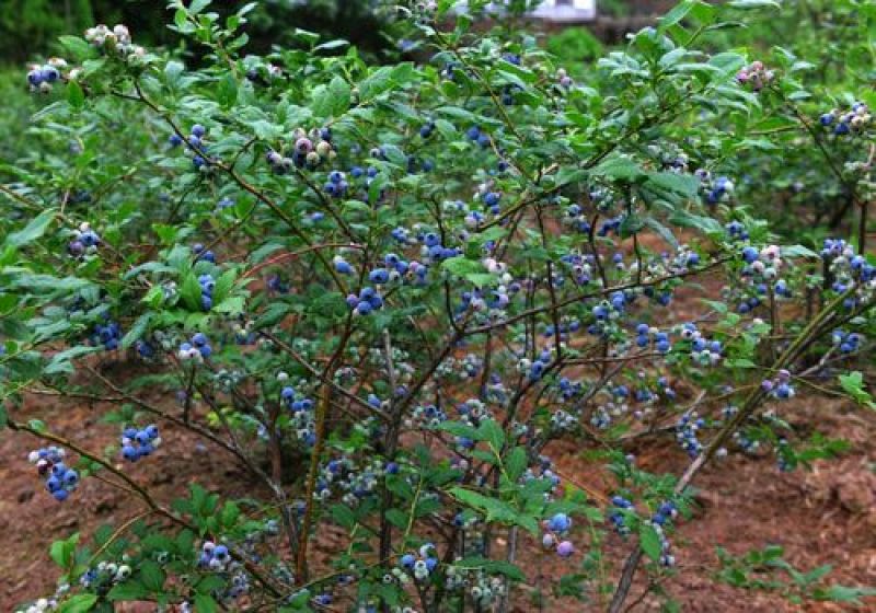 蓝莓4~6mm以上