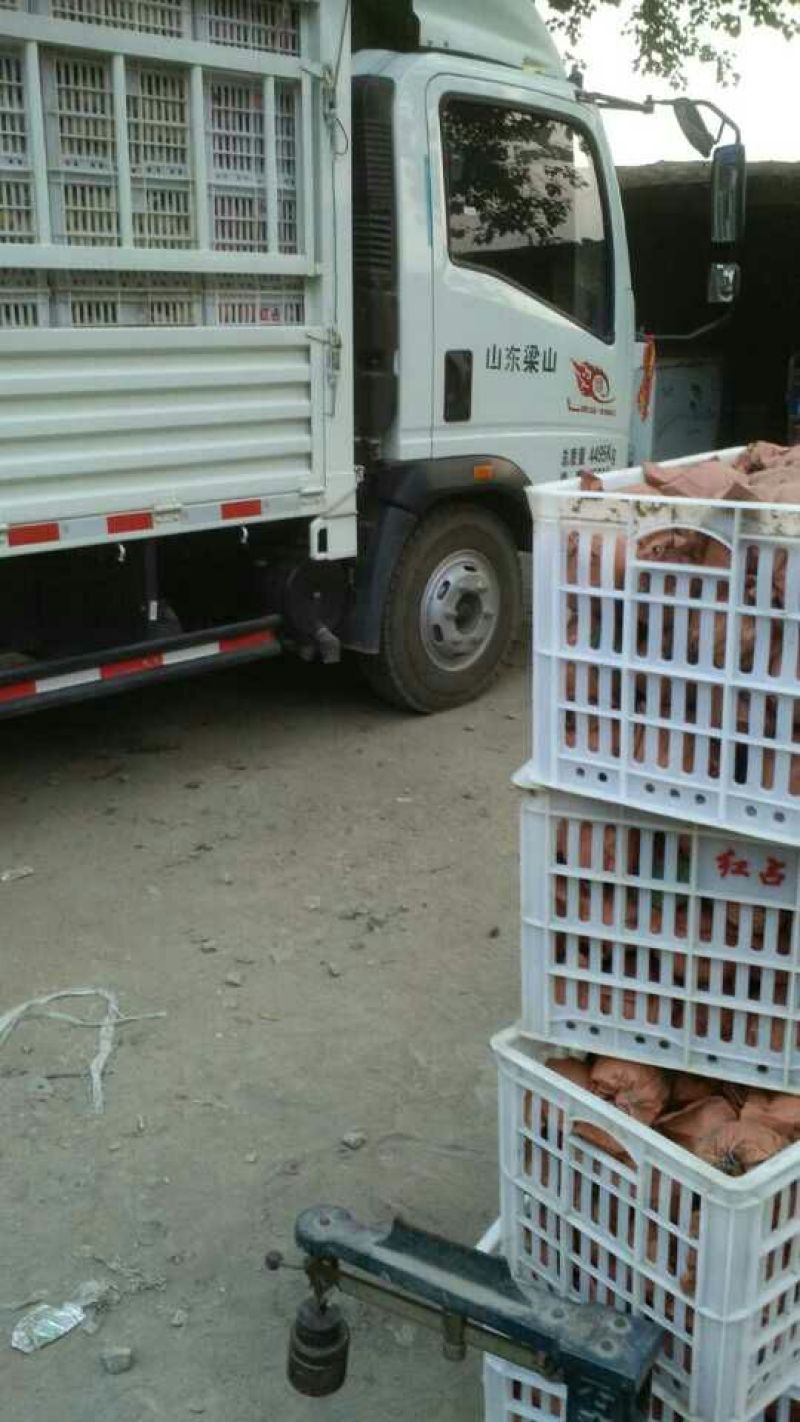 河北省皇冠梨质量好，价格合理，欢迎选购！