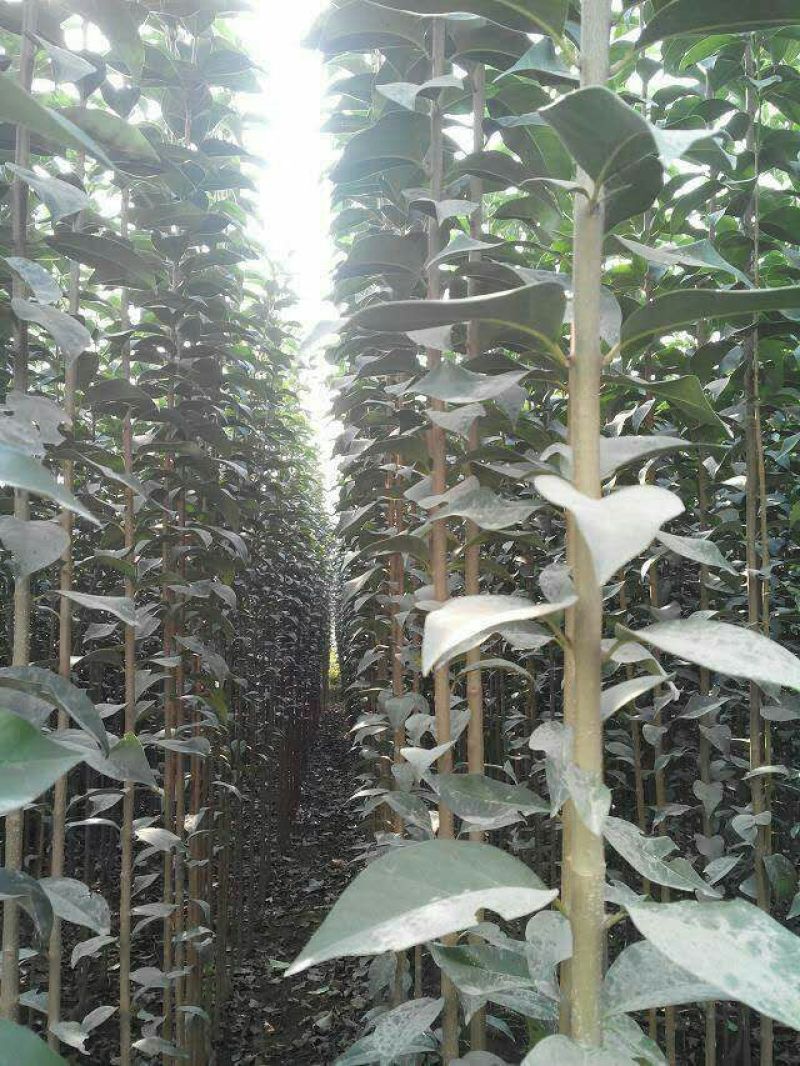 大叶女贞大量批发3公分，看货现挖，规格齐全，帮忙找车