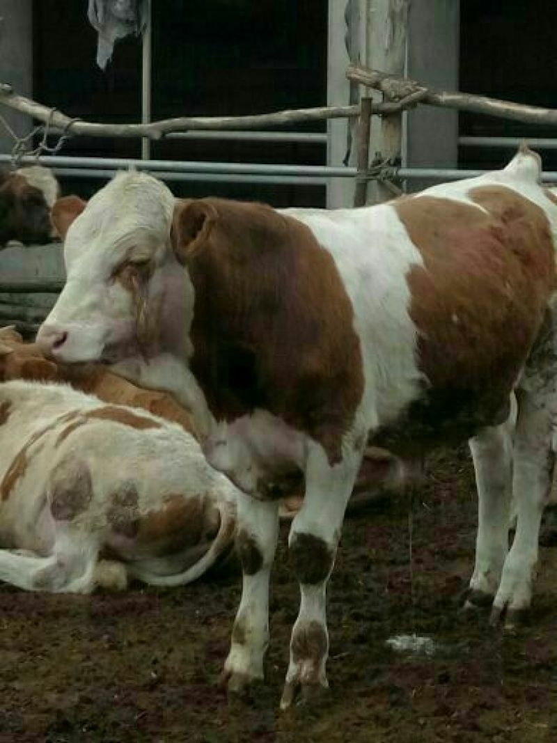优质南阳肉牛犊200~300斤
