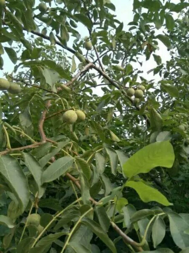 香玲核桃去皮干