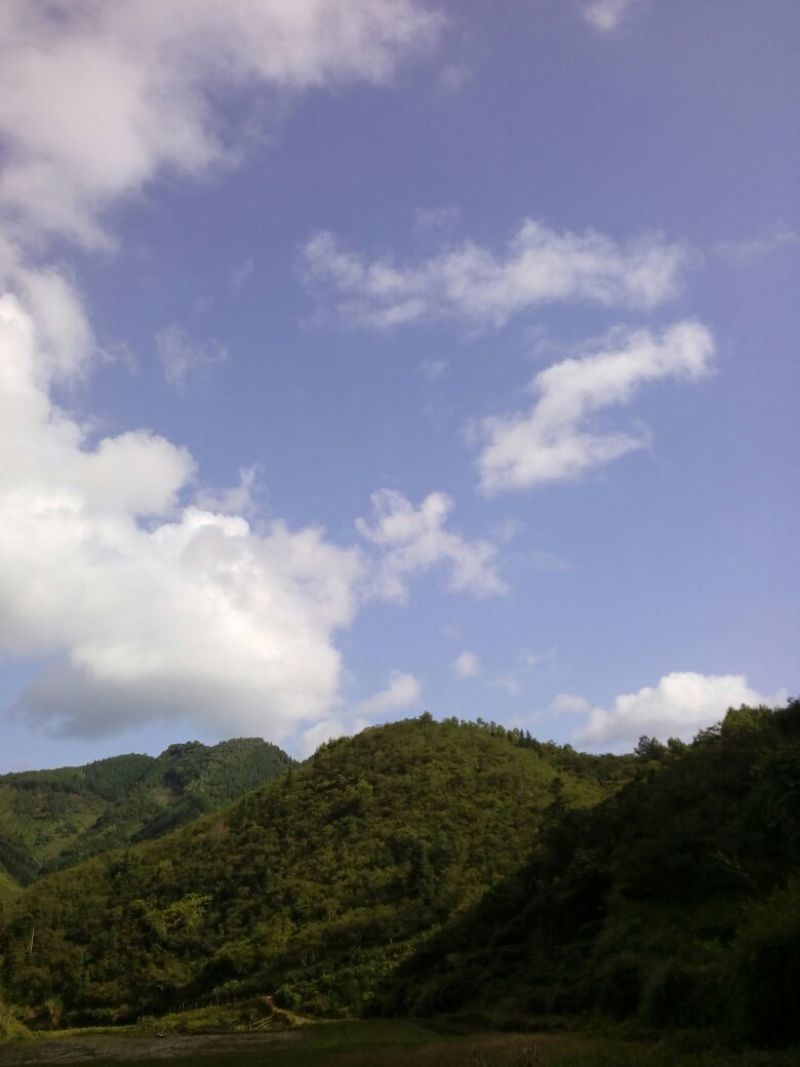 茶油
