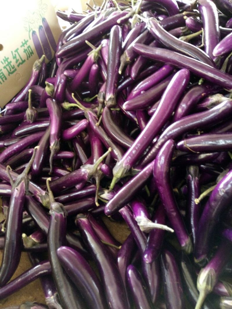 徐闻县精品紫红茄，7两以上，现大量上市，需要的联系我