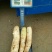白萝卜0.2~1斤起