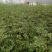 大红袍花椒苗，无刺花椒苗，1-3年花椒苗，九叶青花椒苗