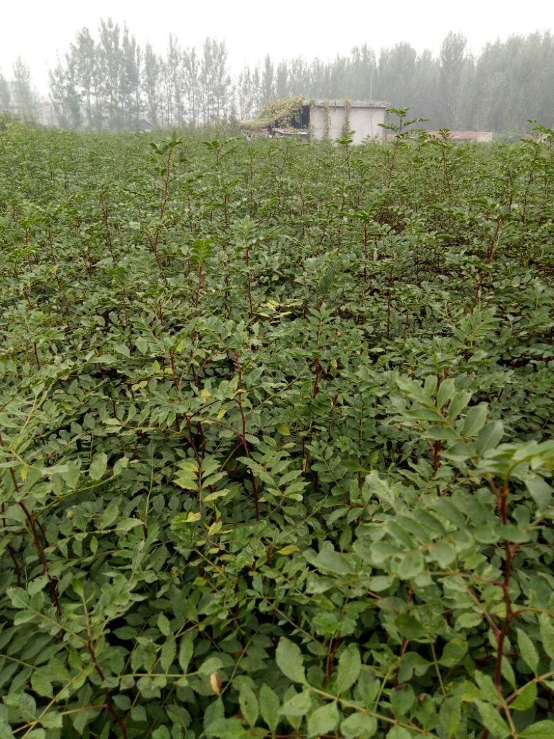 大红袍花椒苗，无刺花椒苗，1-3年花椒苗，九叶青花椒苗