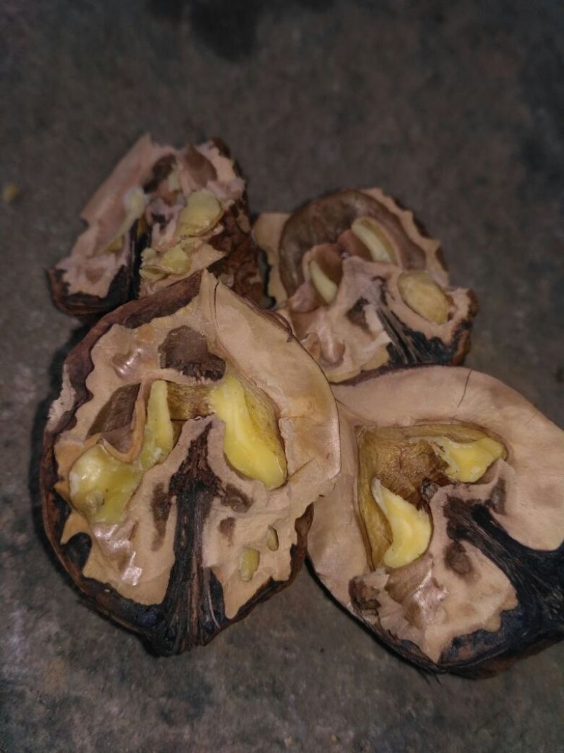 铁核桃去皮干