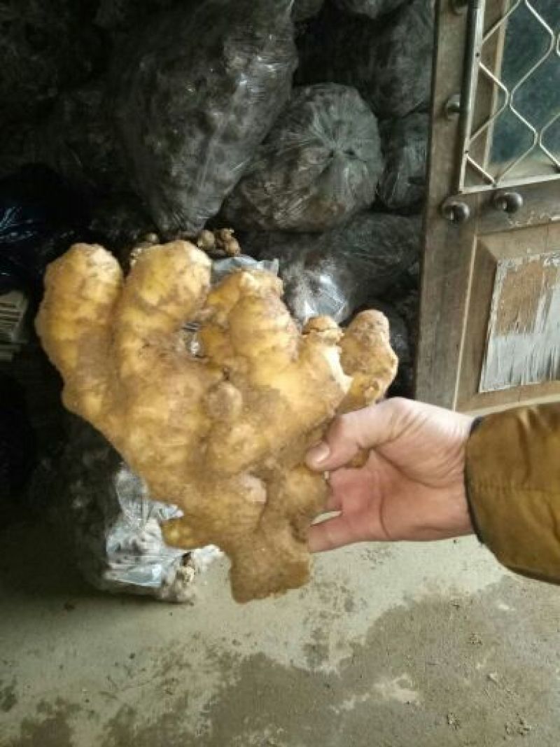 生姜，大黄姜，小姜山东生姜，生姜价格一手货源价优