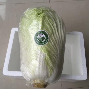 大白菜