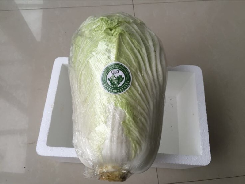 大白菜