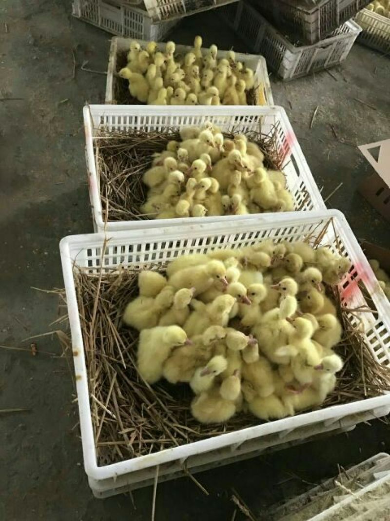 鹅苗250g以下