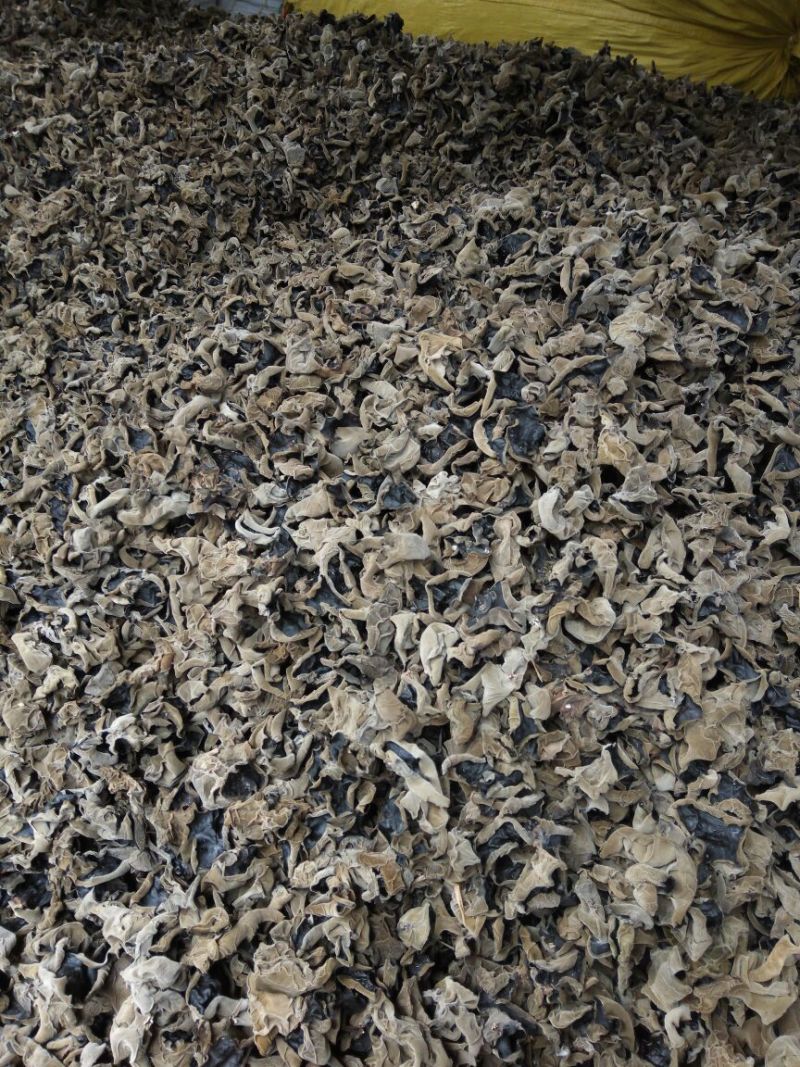 干木耳一级