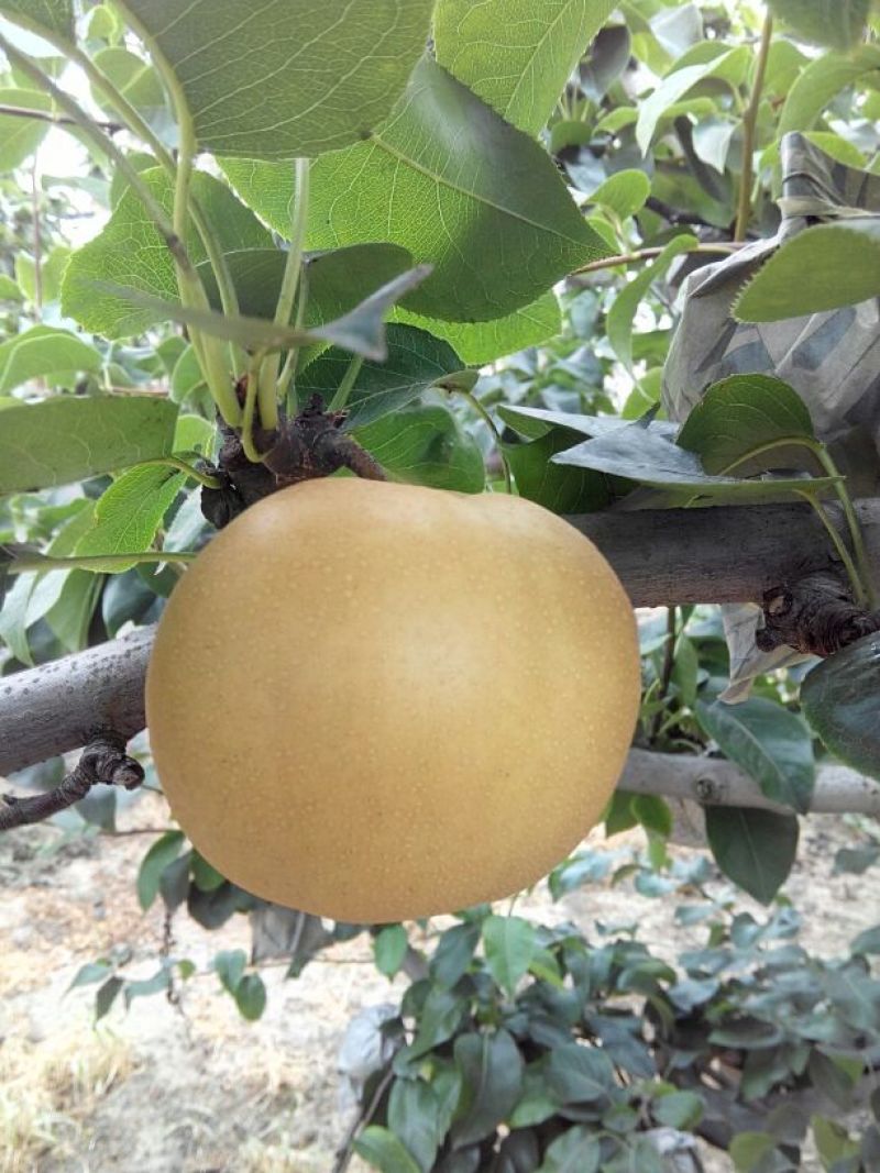山东冠县水果基地丰水梨纸袋300~350g