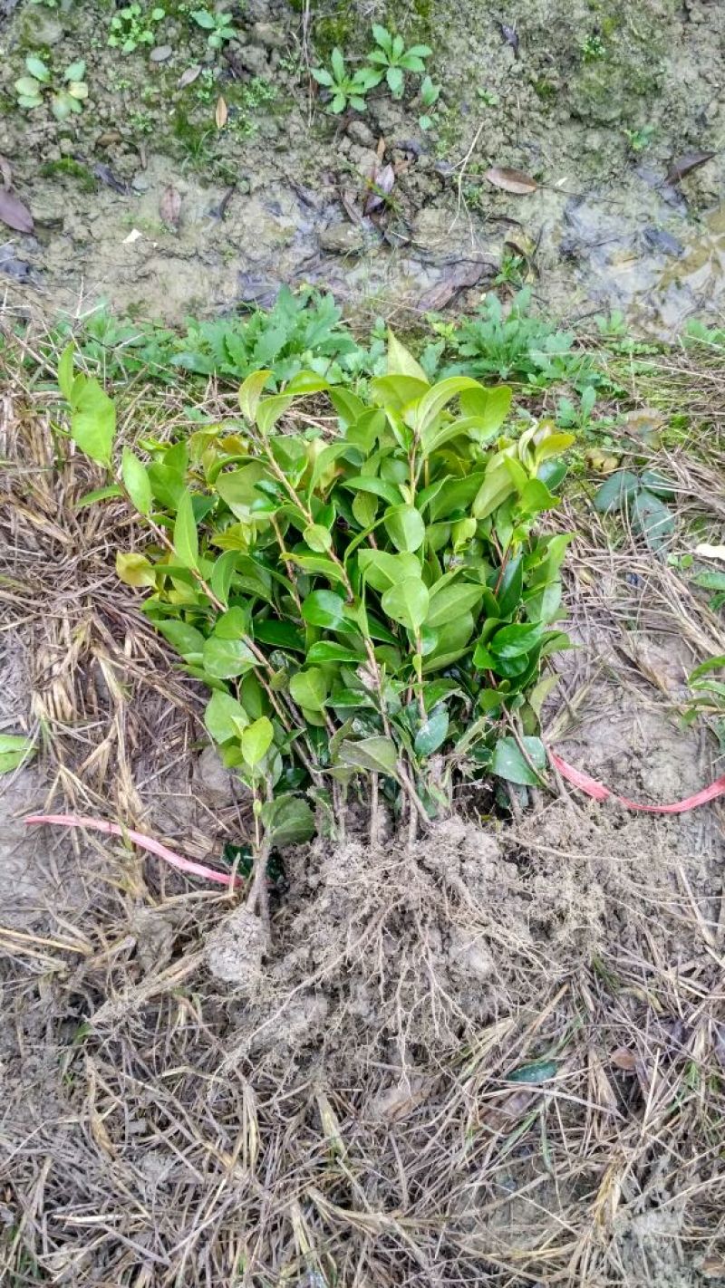【自产自销】茶花苗茶花树苗山茶花苗绿化盆栽茶花【包邮】