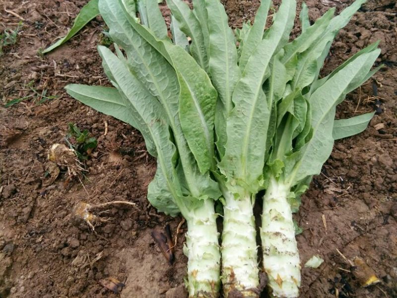 小叶菠菜15~20厘米