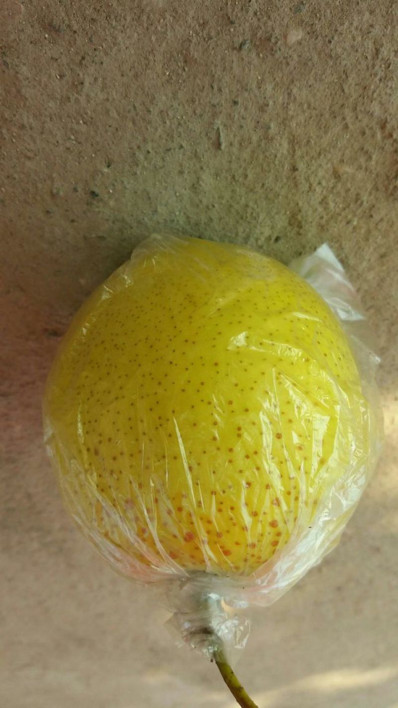 雪花梨膜袋