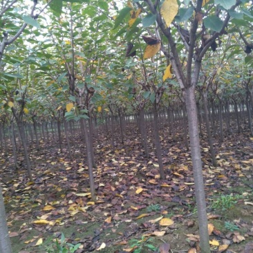 樱花晚樱日本晚樱早樱3-15有货