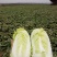 娃娃菜7~10两以上