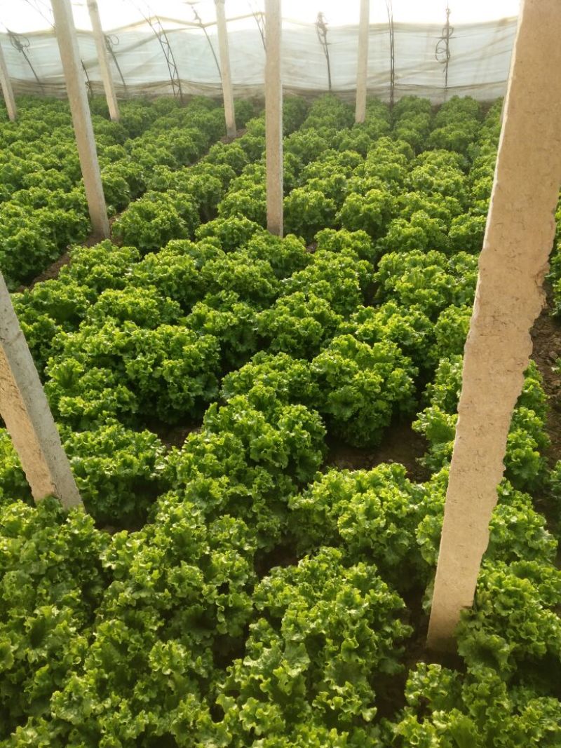 唐山滦南姚王庄散叶生菜